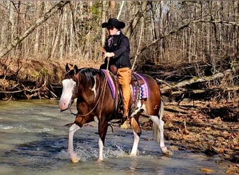 American Quarter Horse, Castrone, 8 Anni, 155 cm