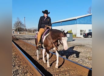 American Quarter Horse, Castrone, 8 Anni, 155 cm