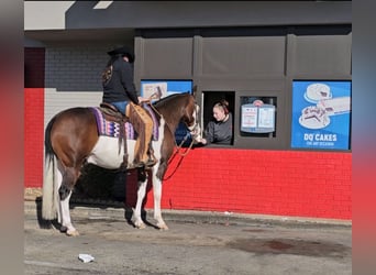 American Quarter Horse, Castrone, 8 Anni, 155 cm