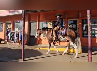 American Quarter Horse, Castrone, 8 Anni, 155 cm