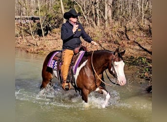 American Quarter Horse, Castrone, 8 Anni, 155 cm