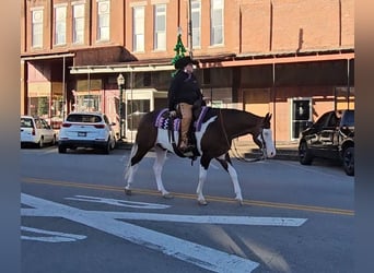 American Quarter Horse, Castrone, 8 Anni, 155 cm