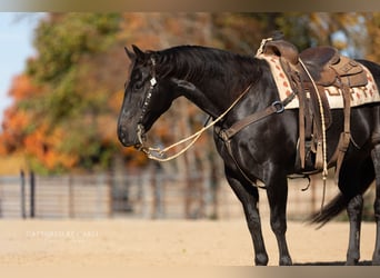 American Quarter Horse, Castrone, 8 Anni, 155 cm, Roano blu