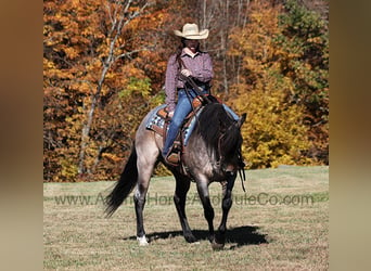 American Quarter Horse, Castrone, 8 Anni, 155 cm, Roano blu