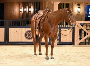 American Quarter Horse, Castrone, 8 Anni, 155 cm, Roano rosso