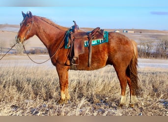 American Quarter Horse, Castrone, 8 Anni, 155 cm, Roano rosso