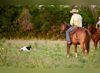 American Quarter Horse, Castrone, 8 Anni, 155 cm, Sauro ciliegia