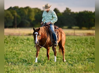 American Quarter Horse, Castrone, 8 Anni, 155 cm, Sauro ciliegia