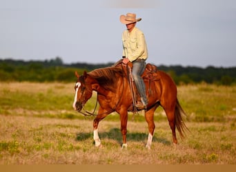 American Quarter Horse, Castrone, 8 Anni, 155 cm, Sauro ciliegia