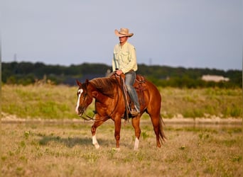 American Quarter Horse, Castrone, 8 Anni, 155 cm, Sauro ciliegia