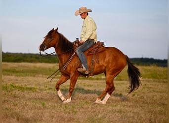 American Quarter Horse, Castrone, 8 Anni, 155 cm, Sauro ciliegia