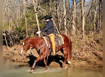 American Quarter Horse, Castrone, 8 Anni, 155 cm, Sauro ciliegia