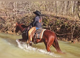 American Quarter Horse, Castrone, 8 Anni, 155 cm, Sauro ciliegia