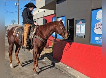 American Quarter Horse, Castrone, 8 Anni, 155 cm, Sauro ciliegia