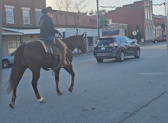 American Quarter Horse, Castrone, 8 Anni, 155 cm, Sauro ciliegia