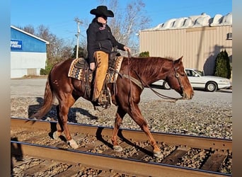 American Quarter Horse, Castrone, 8 Anni, 155 cm, Sauro ciliegia