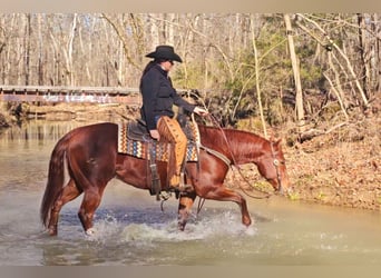 American Quarter Horse, Castrone, 8 Anni, 155 cm, Sauro ciliegia