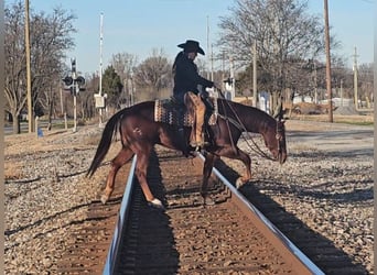 American Quarter Horse, Castrone, 8 Anni, 155 cm, Sauro ciliegia