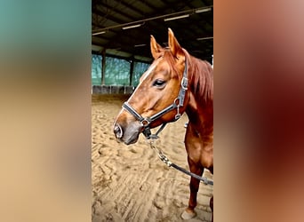 American Quarter Horse, Castrone, 8 Anni, 155 cm, Sauro scuro