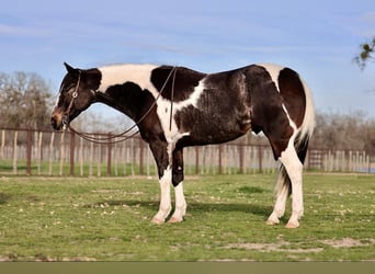 American Quarter Horse, Castrone, 8 Anni, 155 cm, Tobiano-tutti i colori