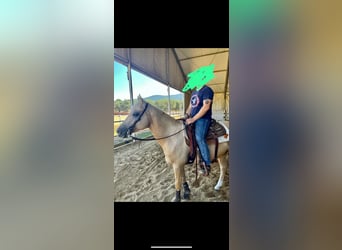 American Quarter Horse, Castrone, 8 Anni, 156 cm, Palomino