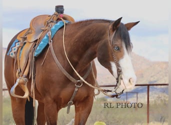 American Quarter Horse, Castrone, 8 Anni, 157 cm, Baio ciliegia