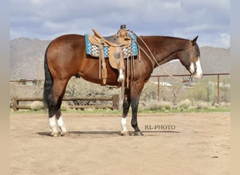 American Quarter Horse, Castrone, 8 Anni, 157 cm, Baio ciliegia