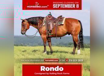 American Quarter Horse, Castrone, 8 Anni, 157 cm, Baio ciliegia