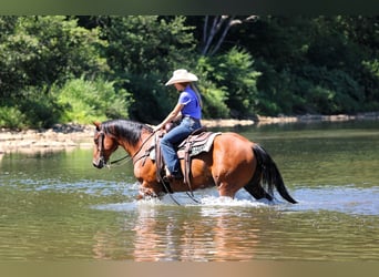 American Quarter Horse, Castrone, 8 Anni, 157 cm, Baio ciliegia