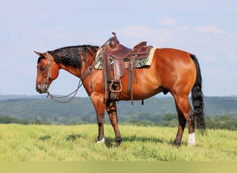 American Quarter Horse, Castrone, 8 Anni, 157 cm, Baio ciliegia