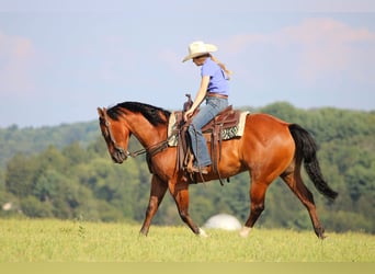 American Quarter Horse, Castrone, 8 Anni, 157 cm, Baio ciliegia