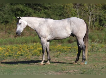 American Quarter Horse, Castrone, 8 Anni, 157 cm, Grigio