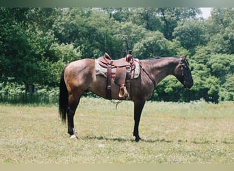American Quarter Horse, Castrone, 8 Anni, 157 cm, Grullo