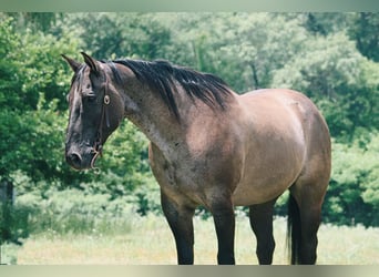 American Quarter Horse, Castrone, 8 Anni, 157 cm, Grullo