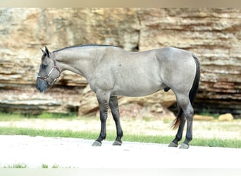 American Quarter Horse, Castrone, 8 Anni, 157 cm, Grullo