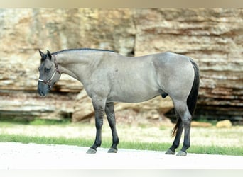American Quarter Horse, Castrone, 8 Anni, 157 cm, Grullo
