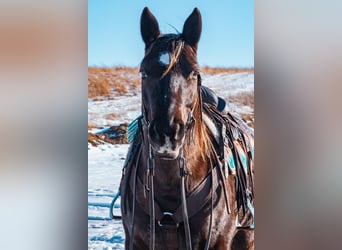 American Quarter Horse, Castrone, 8 Anni, 157 cm, Morello