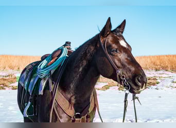 American Quarter Horse, Castrone, 8 Anni, 157 cm, Morello