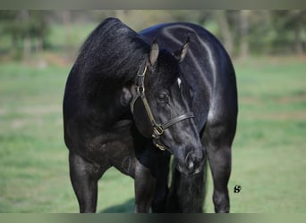 American Quarter Horse, Castrone, 8 Anni, 157 cm, Morello
