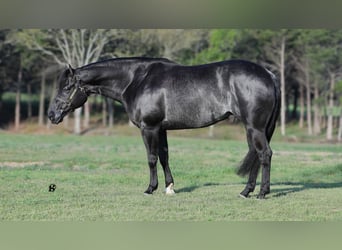 American Quarter Horse, Castrone, 8 Anni, 157 cm, Morello