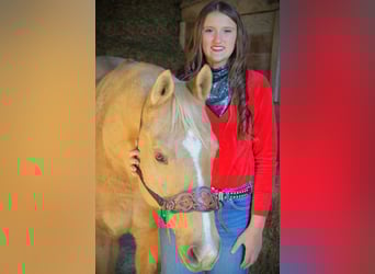 American Quarter Horse, Castrone, 8 Anni, 157 cm, Palomino