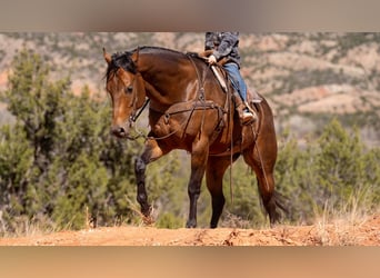 American Quarter Horse, Castrone, 8 Anni, 157 cm, Pelle di daino