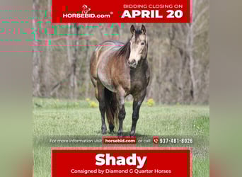 American Quarter Horse, Castrone, 8 Anni, 157 cm, Pelle di daino