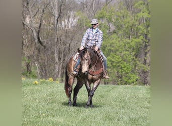 American Quarter Horse, Castrone, 8 Anni, 157 cm, Pelle di daino