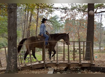 American Quarter Horse, Castrone, 8 Anni, 157 cm, Pelle di daino