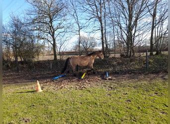 American Quarter Horse Mix, Castrone, 8 Anni, 157 cm, Red dun