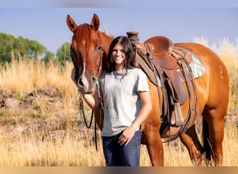 American Quarter Horse, Castrone, 8 Anni, 157 cm, Red dun