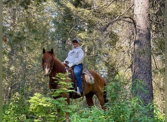 American Quarter Horse, Castrone, 8 Anni, 157 cm, Red dun