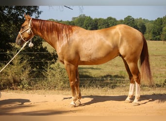 American Quarter Horse, Castrone, 8 Anni, 157 cm, Red dun