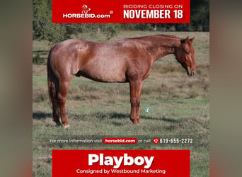 American Quarter Horse, Castrone, 8 Anni, 157 cm, Roano rosso